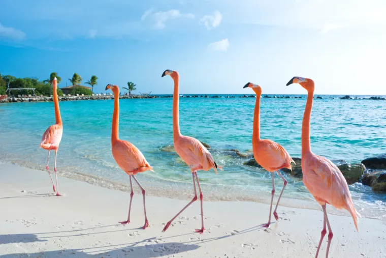 5. Aruba: Samo 29 km sjeverno od Venezuele se nalazi Aruba, država koja je sastavni dio kraljevine Nizozemske u kojoj živi nešto više od 100.000 ljudi. Prekrasni bijeli pijesak i zadivljujući pogledi, zbog živahnih umjetničkih festivala i privlačne arhitekture, kao i zbog noćnog života i krajolika ovo mjesto pretvara u nestvarni raj.
