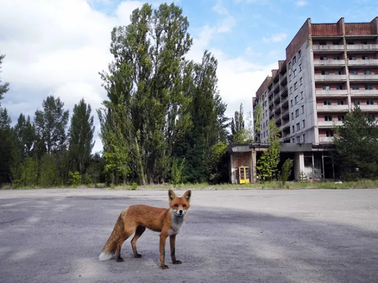 Zona otuđenosti u Černobilu: Upoznajte jednog od najvećih parkova prirode u Europi