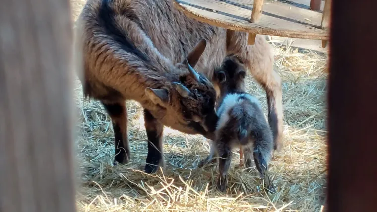 Patuljasta koza Elena postala je mama! Na svijet je donijela preslatkog jarića koji će svakoga rastopiti