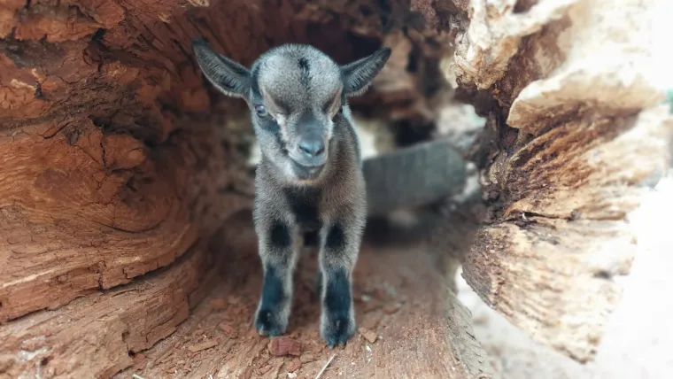 Patuljasta koza Elena postala je mama! Na svijet je donijela preslatkog jarića koji će svakoga rastopiti