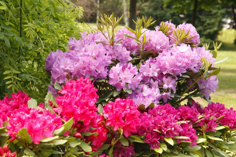 Rododendron: Rododendron sa svojim cvjetovima bijele, plave ili crvene boje je izuzetno privlačan, osobito djeci. Međutim, kod ove biljke svaki je dio otrovan, osobito listovi. U slučaju trovanja javit će se peckanje u grlu, mučnina i bolovi/grčevi u trbuhu.