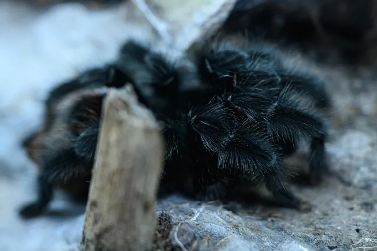 Samo za hrabre! Otvorena izložba zmija i paukova, oni najmlađi držali ih u rukama