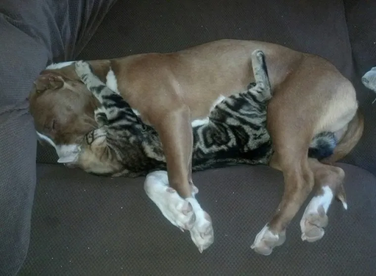 Pogledajte kako su pitbuli terorizirali ljude 2015. pa prosudite treba li ih sve uspavati