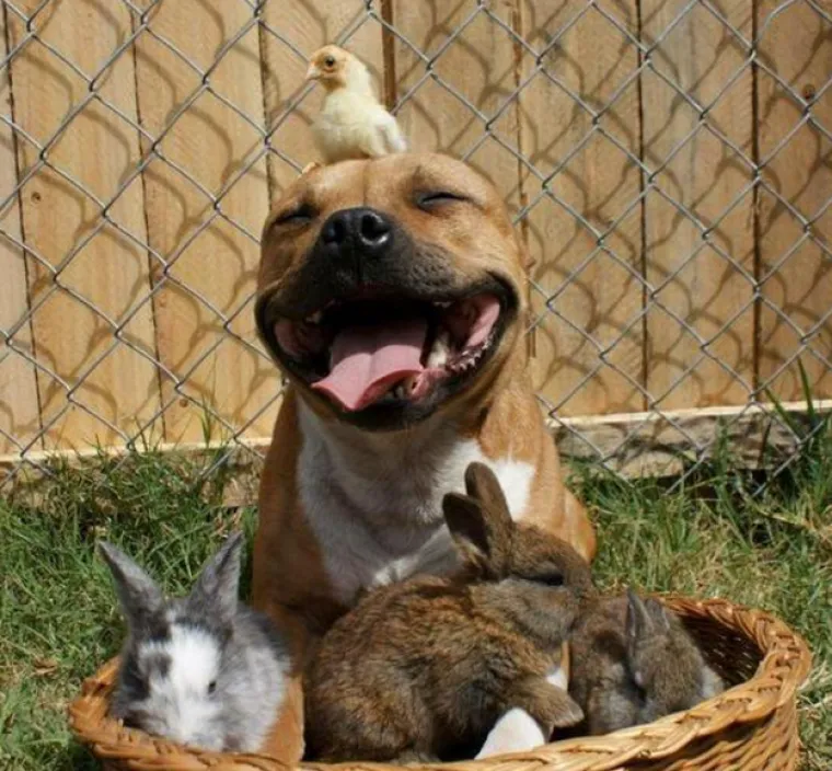Pogledajte kako su pitbuli terorizirali ljude 2015. pa prosudite treba li ih sve uspavati