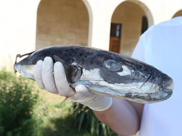 Srebrenopruga napuhača. Napuhača je ime dobila po glavnom svojstvu – kad je u opasnosti napuše se tako što trbuh napuni morskom vodom. Meso ove ribe je otrovno te treba biti izuzetno oprezan kod konzumacije. U Japanu su ribe fugu iz ove skupine prave kulinarske poslastice, no zbog nestručnog čišćenja, godišnje se bilježi nekoliko desetaka smrtnih slučajeva. 