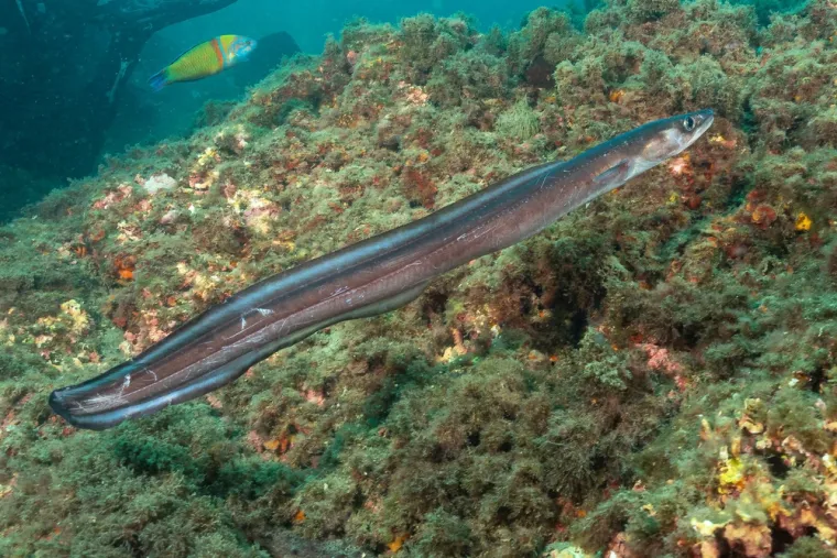 Ugor. Ova zmijolika riba naraste do 60 centimetara. U Jadranu je dosta rijedak, pa je zato meso ove ribe vrlo cijenjeno. No, krv mu je otrovna, a ugriz jak i bolan pa treba pripaziti ako vam se nađe u rukama. 