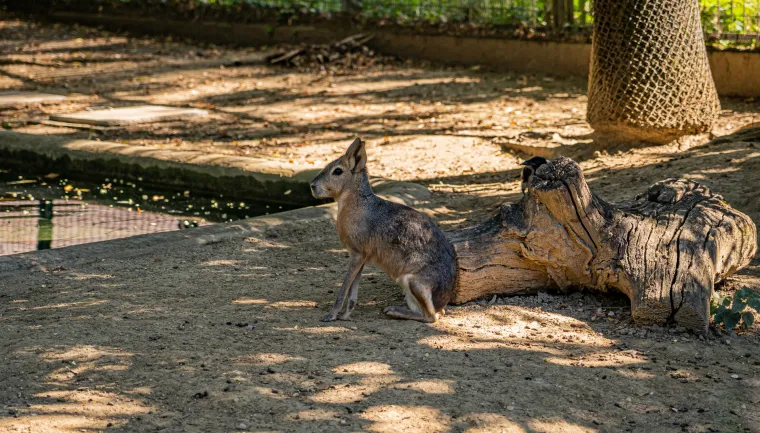 Kako vrućine trpe životinje u zagrebačkom zoološkom? Majmun Branko prvi uzme hladno voće, a bizon se odmara u hladu