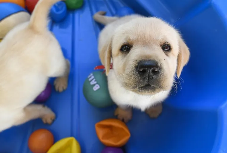 Sad su tek bebe, ali pred njima je važna zadaća: Ovi neodoljivi slatkiši olakšat će nečiji život