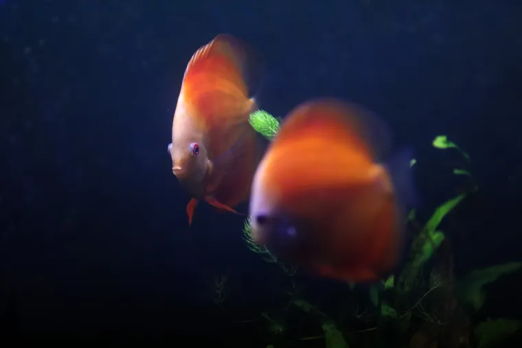Ove čudnovate oči, zubi i pipci nisu iz SF-a. Čekaju vas u pulskom Aquariumu