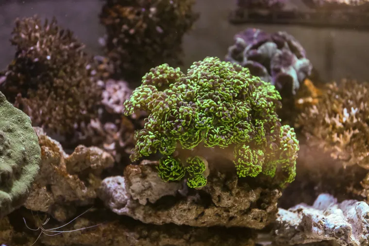 Ove čudnovate oči, zubi i pipci nisu iz SF-a. Čekaju vas u pulskom Aquariumu