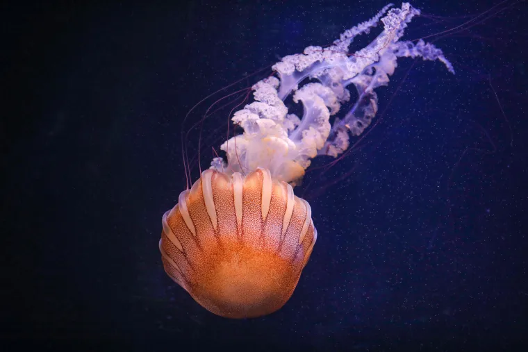 Ove čudnovate oči, zubi i pipci nisu iz SF-a. Čekaju vas u pulskom Aquariumu