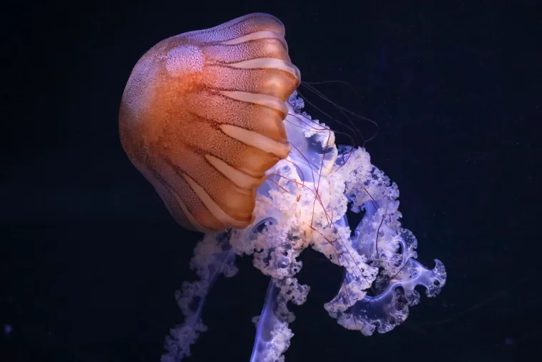 Ove čudnovate oči, zubi i pipci nisu iz SF-a. Čekaju vas u pulskom Aquariumu