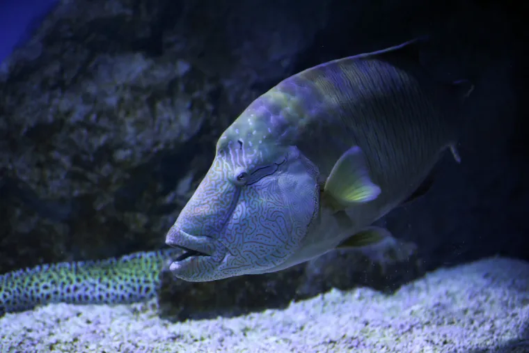 Ove čudnovate oči, zubi i pipci nisu iz SF-a. Čekaju vas u pulskom Aquariumu