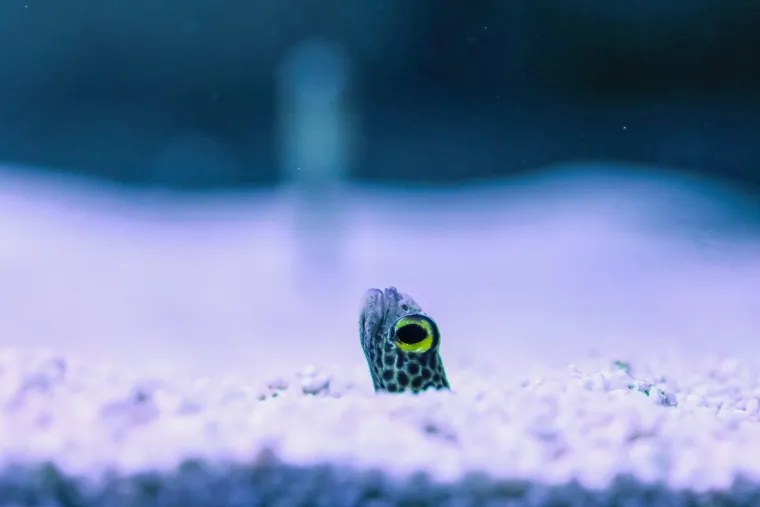 Ove čudnovate oči, zubi i pipci nisu iz SF-a. Čekaju vas u pulskom Aquariumu