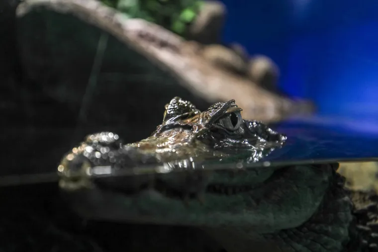 Ove čudnovate oči, zubi i pipci nisu iz SF-a. Čekaju vas u pulskom Aquariumu