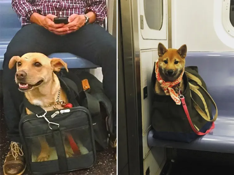 I LJUDI SU NAJBOLJI PRIJATELJI PASA: Vlasti im zabranile ulazak u metro, no vlasnici su našli način kako prokrijumčariti pse