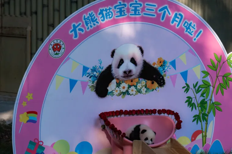 Postoji li išta medenije? Beba panda proslavila treći mjesec uz prvo poziranje