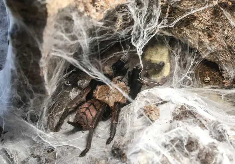 Imate li hrabrosti kao ona? Ovo je izložba 70 tarantula i insekata, možete ju posjetiti u Zagrebu