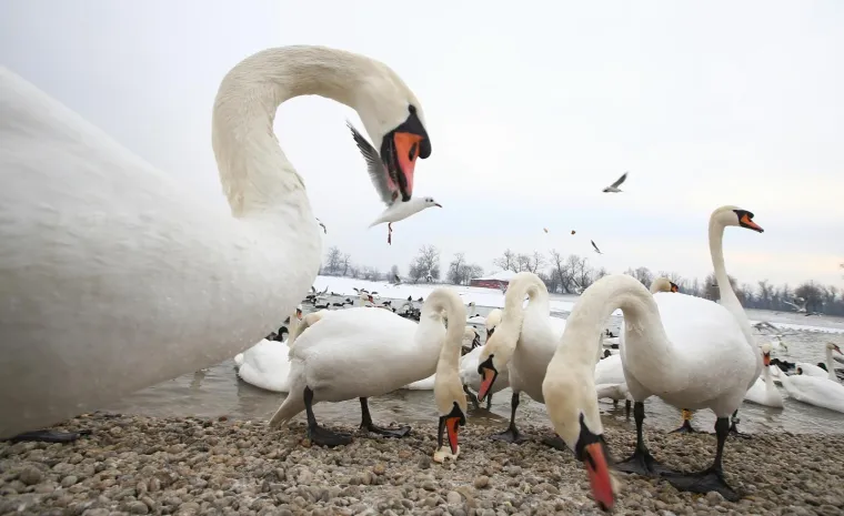 09.01.2017., Zagreb - Zima i hladnoća koja je zahvatila veći dio Hrvatske zaledila je i jezero Jarun. Mali dio jezera koji nije zaleđen utočište je za patke, gnjurce i labudove koji u ovim hladnim danima ovise o hrani koju im daju posjetitelji.