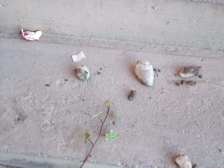 Obitelj iz Bjelovara tvrdi kako im netko ili nešto svakog dana unazad pet godina, na stepenicama ispred ulaza u obiteljsku kuću ostavlja grumene zemlje, sitno kamenje, maramice umrljane krvlju i poruke ispisane na toliko sićušnim komadićima papira da ih je gotovo nemoguće dešifrirati