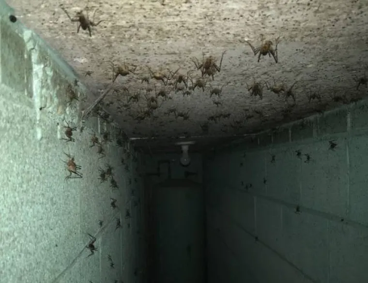 NA DRUŠTVENIM MREŽAMA OBJAVILI PRIZORE OD KOJIH SE LEDI KRV U ŽILAMA: Samo najhrabriji ne bježe glavom bez obzira