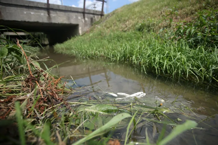 ŠTO SE TO DOGODILO S POZNATIM ZAGREBAČKIM POTOKOM? Voda je mutna, a površinom plutaju uginule ribe