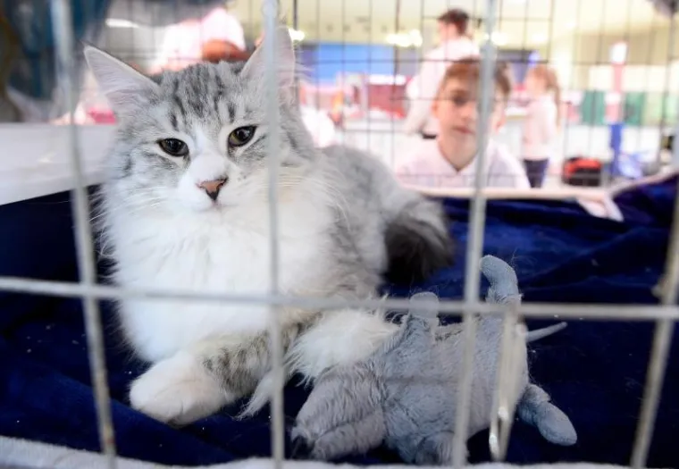 U ZAPREŠIĆU ODRŽANA MEĐUNARODNA IZLOŽBA MAČAKA: Pogledajte neke od najljepših mica