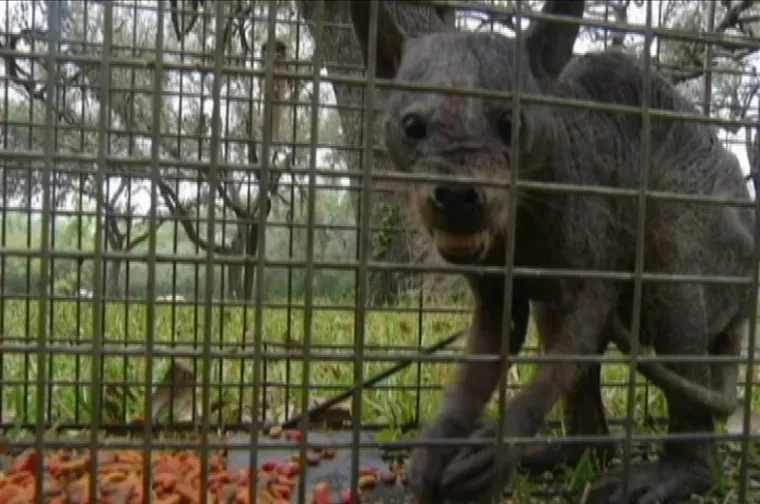 Chupacabra 'Chupie' ulovljena je 2014. godine na farmi u Teksasu. No, veterinari su oduzeli životinju i navodno je uspavali. Obitelji koja ju je pronašla rekli su da je riječ o bolesnom rakunu, a navodno nisu obavili niti DNK analizu...