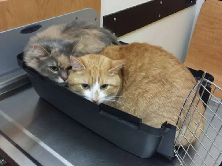 Urnebesne reakcije kućnih ljubimaca kada su shvatili da idu veterinaru
