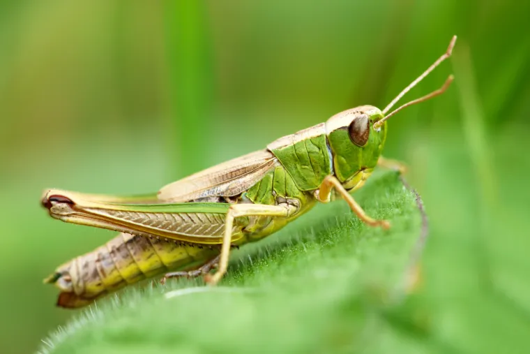 Skakavci su stariji od trave, a evoluirali su prije otprilike 250 milijuna godina.