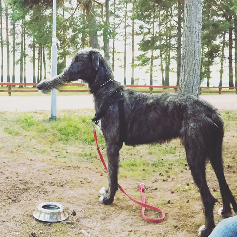 ŽIVOTINJE MUTANTI NAPADAJU? Ma ne, samo upozorenje da ljubimce nikad ne fotkate u panoramskom načinu