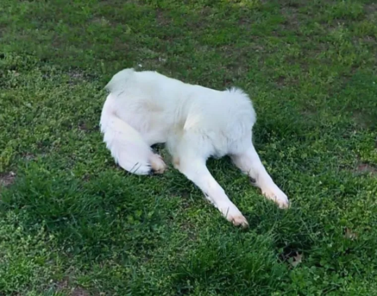 ŽIVOTINJE MUTANTI NAPADAJU? Ma ne, samo upozorenje da ljubimce nikad ne fotkate u panoramskom načinu
