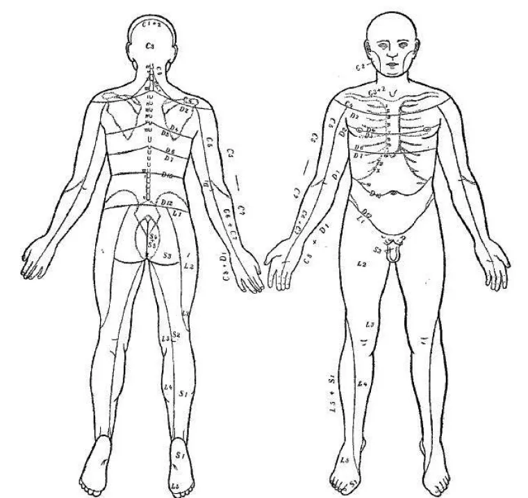 3. Imamo pruge poput zebri:
Pruge na ljudima dobile su ime po njemačkom dermatologu koji ih je otkrio, Alfredu Blaschku. Godine 1901. primijetio je različite uzorke linija na koži svojih pacijenata. Općenito, linije u obliku slova V protežu se preko kralježnice, linije u obliku slova U su na prsima i nadlakticama, a linije u obliku slova S prolaze preko torza. Dodatne okomite linije idu gore-dolje po rukama i nogama, a spirale na glavi.
Danas poznate kao Blaschkove linije, općenito nisu vidljive ljudskom oku. Mogu se vidjeti pod ultraljubičastim svjetlom, ali se jasnije pojavljuju u slučaju određenih zdravstvenih stanja, uglavnom dermatoloških.
