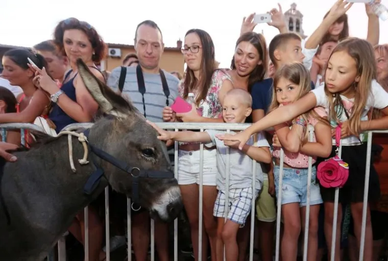 Brojni su turisti tada iskoristili prigodu da se druže sa simpatičnim tovarima koji slove kao izuzetno tvrdoglave životinje