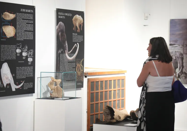 Mamut iz posljednjeg ledenog doba stigao u Šibenik. Našim krajem ovaj div hodao je prije 96.000 godina
