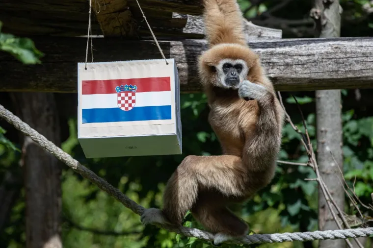 Kent prognozirao pobjedu Hrvatske protiv Škotske