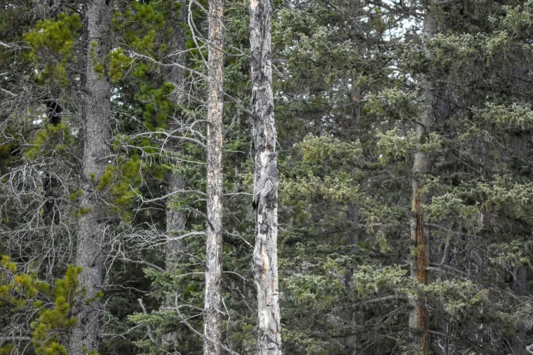 Velika siva sova savršeno je iskoristila svoju moć kamuflaže ne bi li odrijemala na ovom stablu. Fotografije je snimio kanađanin Rob Borovsky nedaleko gorja Rocky Mountains u kanadskoj pokrajini Alberti. Profimedia, Caters News