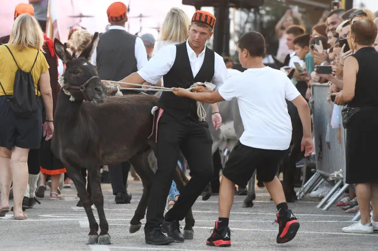 Održana tradicionalna utrka magaraca u Tribunju. Pobijedio Vodičanin Roko, uz bok mu stigla i dva Jakova