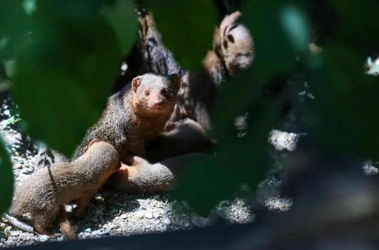 Zagrebački Zoološki vrt ima nove stanovnike! Mladunci patuljastog mungosa uživaju u igri i maženju