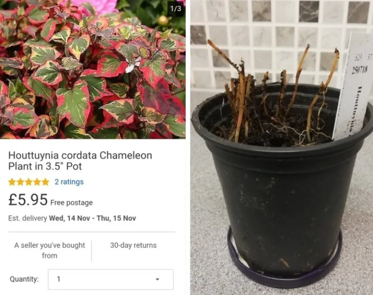 "Bio je to prvi i posljednji put da sam naručila biljku na internetu."