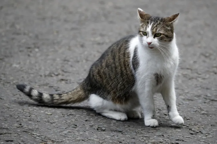 Mačak Larry, apsolutni vladar Downing Streeta, mogao bi ovih dana dočekati svojeg šestog premijera