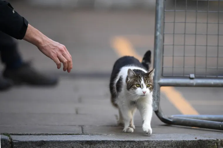 Mačak Larry, apsolutni vladar Downing Streeta, mogao bi ovih dana dočekati svojeg šestog premijera