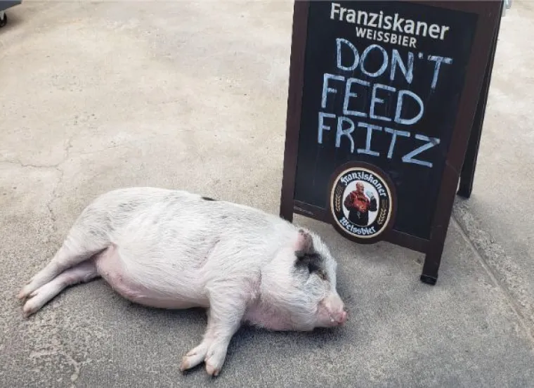 PROBAJTE OSTATI OZBILJNI DOK GLEDATE OVE FOTOGRAFIJE: Mi nismo izdržali, a vi?