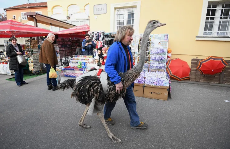Zagrebačkom špicom danas je prošetao i noj Francelj