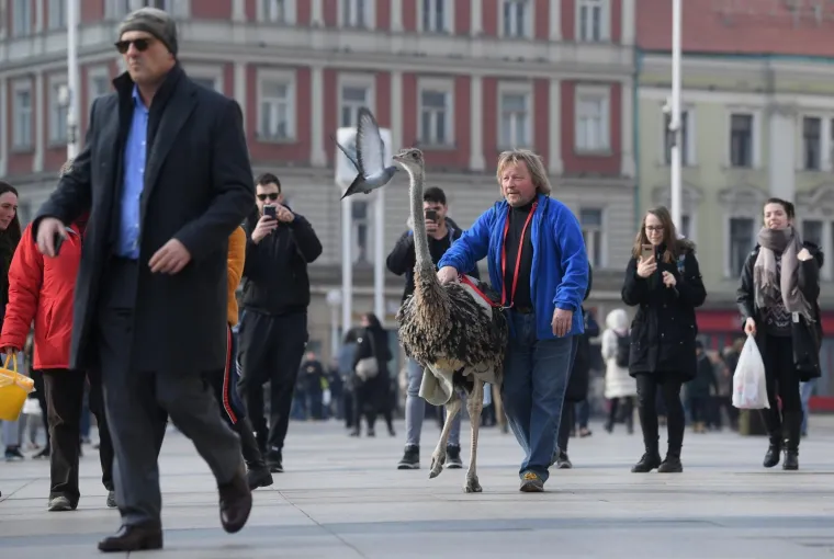 Zagrebačkom špicom danas je prošetao i noj Francelj