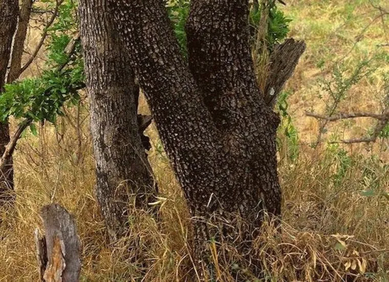 Vidite li nešto neobično?