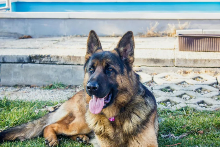 Biraš najboljeg četveronožnog prijatelja? Provjeri koja pasmina najviše odgovara tvom znaku