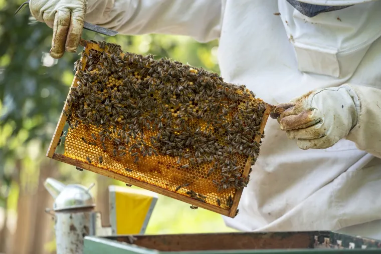 Bez njih bi nam preostalo par godina života: Ugrožene su, a posljedice bi bile katastrofalne