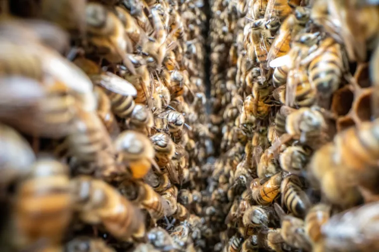 Bez njih bi nam preostalo par godina života: Ugrožene su, a posljedice bi bile katastrofalne