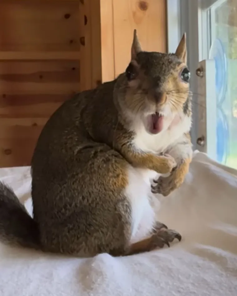 "Ovo mi je dugo bio san. Lud sam za vjevericama", ističe četvrti.